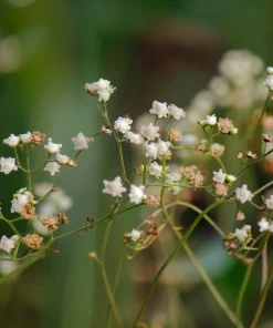 Wild Quinine Seeds - 50 Count, American Feverfew, Heirloom Medicinal Herb - Image 4