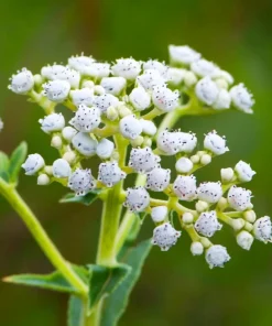 Wild Quinine Seeds - 50 Count, American Feverfew, Heirloom Medicinal Herb - Image 5