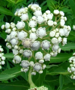 Wild Quinine Seeds - 50 Count, American Feverfew, Heirloom Medicinal Herb - Image 6