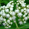 Wild Quinine Seeds - 50 Count, American Feverfew, Heirloom Medicinal Herb - Image 1