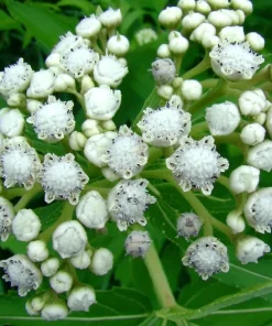Wild Quinine Seeds - 50 Count, American Feverfew, Heirloom Medicinal Herb - Image 1