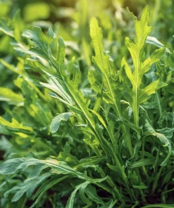 Wild Rocket Arugula Seeds 300 Count – Slow-Bolt Heirloom Leafy Green for Salads - Image 4