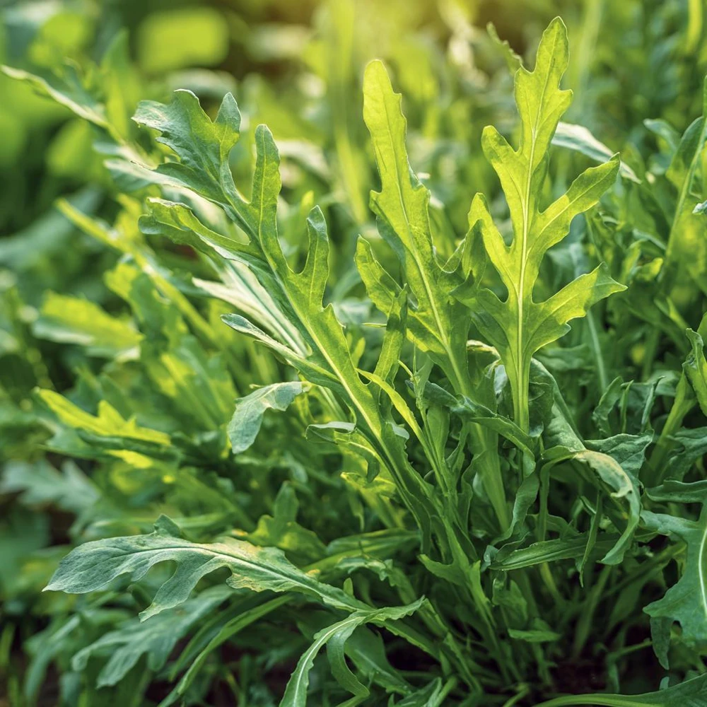 Wild Rocket Arugula Seeds 300 Count – Slow-Bolt Heirloom Leafy Green for Salads - Image 4