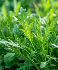 Wild Rocket Arugula Seeds 300 Count – Slow-Bolt Heirloom Leafy Green for Salads - Image 6