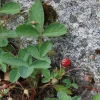Wild Strawberry Live Plant - Fragaria virginiana - 3.5 Inch Pot - Zones 5-9 - Image 1