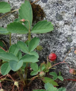 Wild Strawberry Live Plant - Fragaria virginiana - 3.5 Inch Pot - Zones 5-9 - Image 1