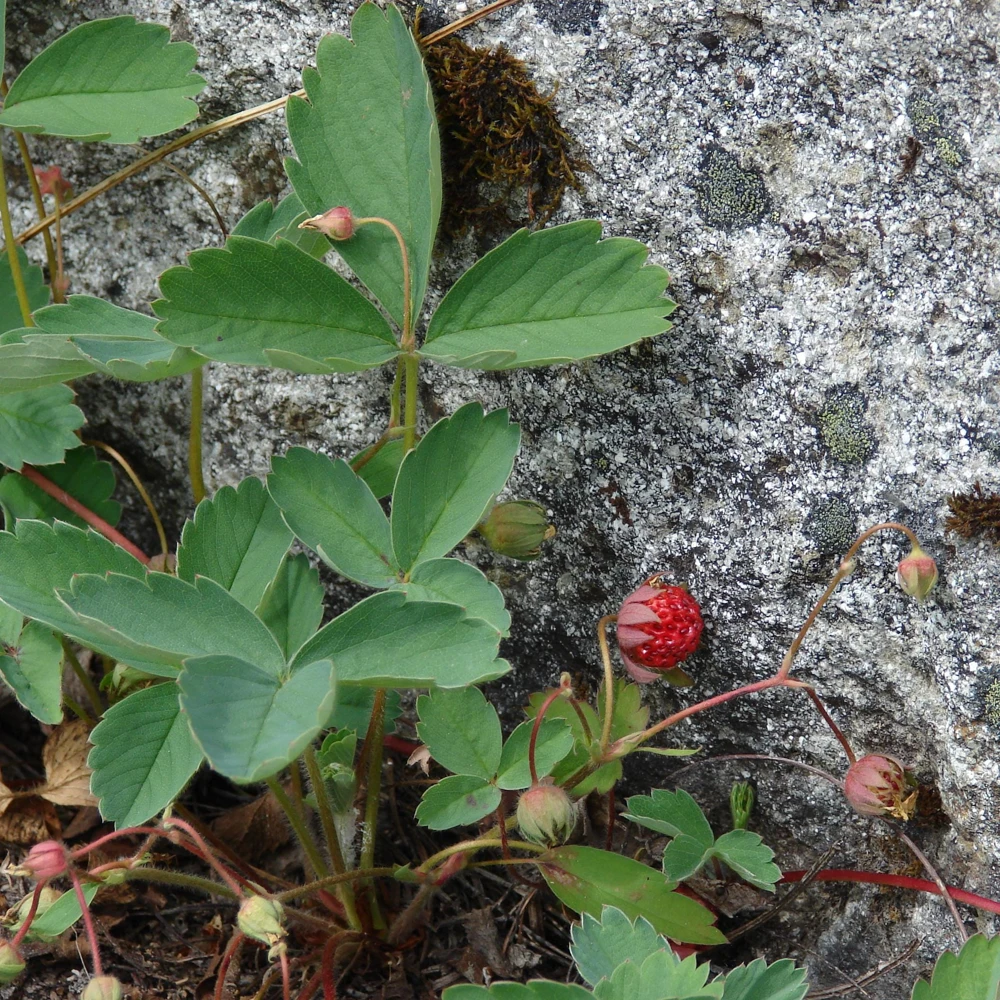 Wild Strawberry Live Plant - Fragaria virginiana - 3.5 Inch Pot - Zones 5-9 - Image 1