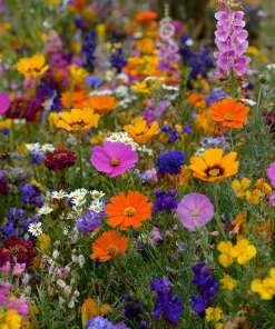 Wildflower Seeds - Dry Land Mix, 1000 Seeds, Drought Tolerant, Full Sun - Image 3