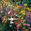 Wildflower Seeds - Dry Land Mix, 1000 Seeds, Drought Tolerant, Full Sun - Image 1