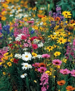 Wildflower Seeds - Dry Land Mix, 1000 Seeds, Drought Tolerant, Full Sun - Image 1