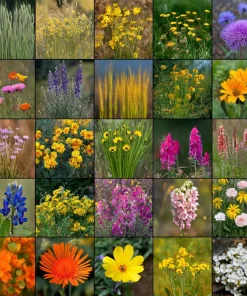 Wildflower Seeds Meadow Mix - 1000 Bee-Friendly Perennial & Annual Mix - Image 2