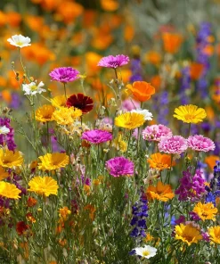 Wildflower Seeds Meadow Mix - 1000 Bee-Friendly Perennial & Annual Mix - Image 3