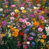 Wildflower Seeds Meadow Mix - 1000 Bee-Friendly Perennial & Annual Mix - Image 1