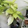 Wilkesiana Sunset Shrub - Live Plant - Vibrant Foliage - Bush for Gardens - Image 1