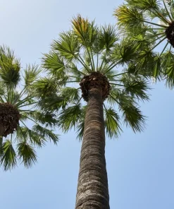 Windmill Palm Seeds - Trachycarpus Fortunei - 5 Seeds - Hardy Palm - Image 10