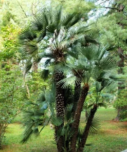 Windmill Palm Seeds - Trachycarpus Fortunei - 5 Seeds - Hardy Palm - Image 2