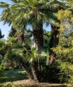 Windmill Palm Seeds - Trachycarpus Fortunei - 5 Seeds - Hardy Palm - Image 3