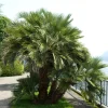 Windmill Palm Seeds - Trachycarpus Fortunei - 5 Seeds - Hardy Palm - Image 1
