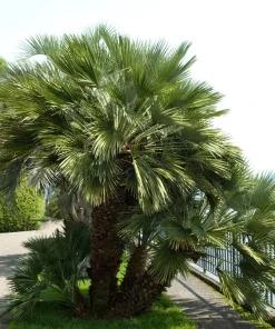 Windmill Palm Seeds - Trachycarpus Fortunei - 5 Seeds - Hardy Palm - Image 1