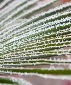 Windmill Palm Seeds - Trachycarpus Fortunei - 5 Seeds - Hardy Palm - Image 5