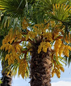 Windmill Palm Seeds - Trachycarpus Fortunei - 5 Seeds - Hardy Palm - Image 6