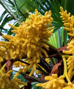 Windmill Palm Seeds - Trachycarpus Fortunei - 5 Seeds - Hardy Palm - Image 7