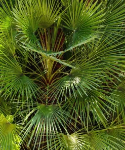 Windmill Palm Seeds - Trachycarpus Fortunei - 5 Seeds - Hardy Palm - Image 9