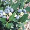 Windsor Southern Highbush Blueberry Plant - Live Starter 4-6 inch - Sweet Fruit, Outdoor - Image 1