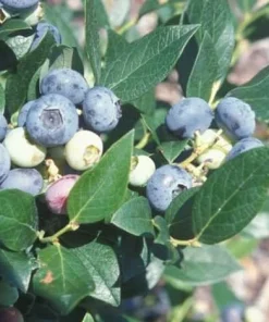 Windsor Southern Highbush Blueberry Plant - Live Starter 4-6 inch - Sweet Fruit, Outdoor - Image 1