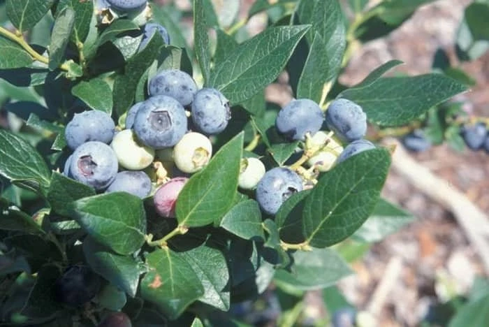 Windsor Southern Highbush Blueberry Plant - Live Starter 4-6 inch - Sweet Fruit, Outdoor - Image 1