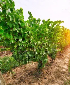 Wine Grape Seeds - Vitis Vinifera Mixed Colors Fruit Vine Seeds - 30 Count - Image 10