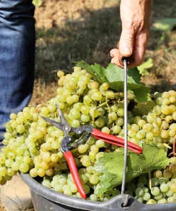 Wine Grape Seeds - Vitis Vinifera Mixed Colors Fruit Vine Seeds - 30 Count - Image 2