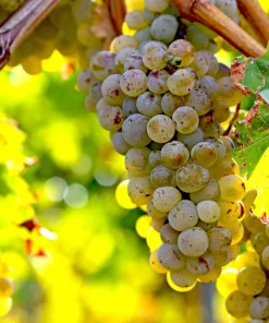 Wine Grape Seeds - Vitis Vinifera Mixed Colors Fruit Vine Seeds - 30 Count - Image 3