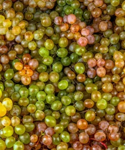 Wine Grape Seeds - Vitis Vinifera Mixed Colors Fruit Vine Seeds - 30 Count - Image 4