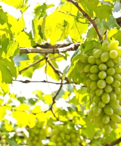 Wine Grape Seeds - Vitis Vinifera Mixed Colors Fruit Vine Seeds - 30 Count - Image 5