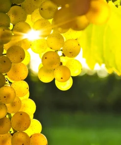 Wine Grape Seeds - Vitis Vinifera Mixed Colors Fruit Vine Seeds - 30 Count - Image 6