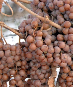Wine Grape Seeds - Vitis Vinifera Mixed Colors Fruit Vine Seeds - 30 Count - Image 7