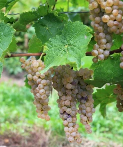 Wine Grape Seeds - Vitis Vinifera Mixed Colors Fruit Vine Seeds - 30 Count - Image 8