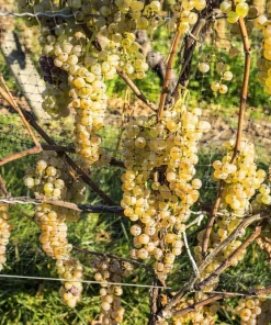 Wine Grape Seeds - Vitis Vinifera Mixed Colors Fruit Vine Seeds - 30 Count - Image 9