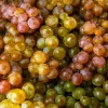 Wine Grape Seeds - Vitis Vinifera Mixed Colors Fruit Vine Seeds - 30 Count - Image 1