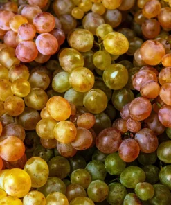 Wine Grape Seeds - Vitis Vinifera Mixed Colors Fruit Vine Seeds - 30 Count - Image 1