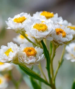 Winged Everlasting Seeds – 100 Ammobium alatum Seeds for Dried Flowers - Image 2