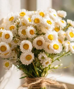 Winged Everlasting Seeds – 100 Ammobium alatum Seeds for Dried Flowers - Image 3