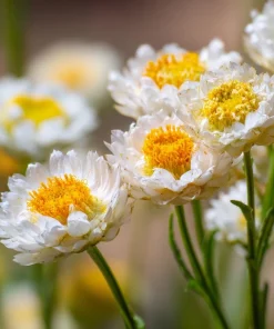 Winged Everlasting Seeds – 100 Ammobium alatum Seeds for Dried Flowers - Image 4