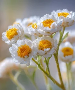 Winged Everlasting Seeds – 100 Ammobium alatum Seeds for Dried Flowers - Image 5