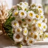 Winged Everlasting Seeds – 100 Ammobium alatum Seeds for Dried Flowers - Image 1