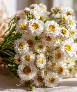 Winged Everlasting Seeds – 100 Ammobium alatum Seeds for Dried Flowers - Image 1