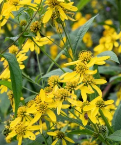 Wingstem Yellow Ironweed Flower Seeds - Verbesina alternifolia - 250 Seeds - Image 2