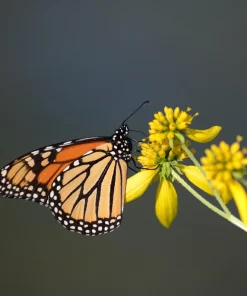 Wingstem Yellow Ironweed Flower Seeds - Verbesina alternifolia - 250 Seeds - Image 5