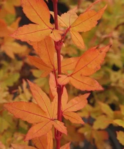 Winter Flame Japanese Maple Tree - Live Plant 1 Gallon Container - Dwarf Coral Bark Acer palmatum 'Winter Flame' Outdoor Tree, Zones 6-9 - Image 2